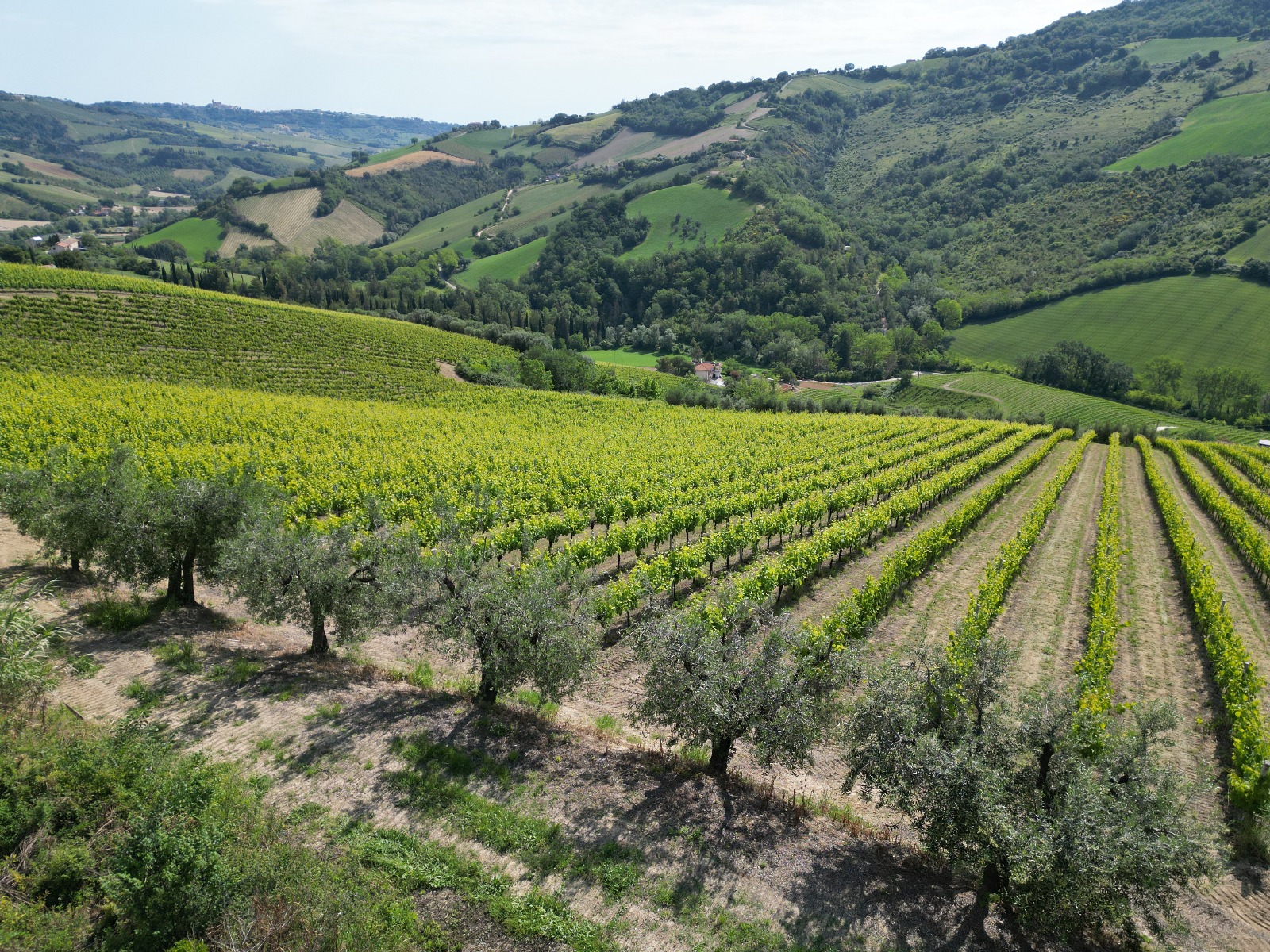 Paesaggio collinare delle Marche con oliveti e vigneti
